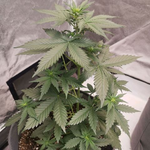 Феся growlog timeline photo