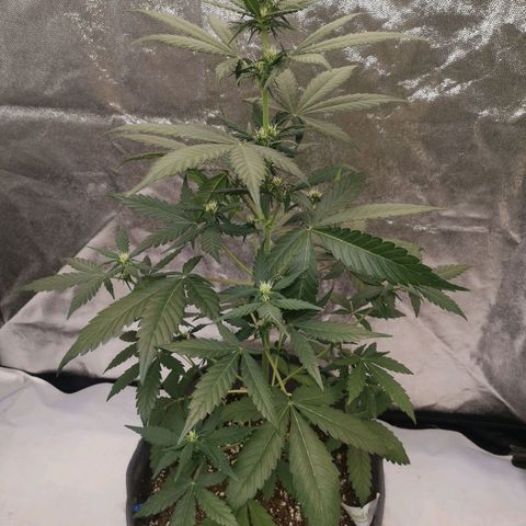 Печенька growlog timeline photo