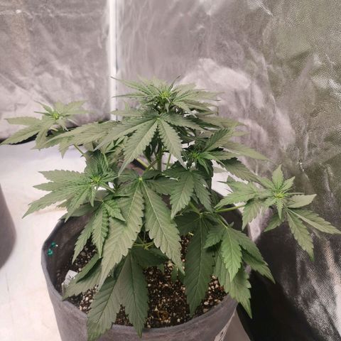 Брюс growlog timeline photo