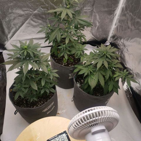 Феся growlog timeline photo