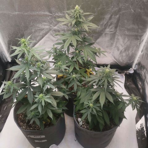 Феся growlog timeline photo