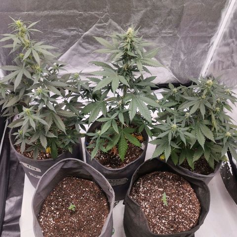 Феся growlog timeline photo