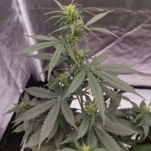 Феся growlog timeline photo