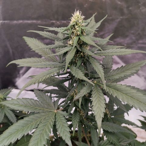 Печенька growlog timeline photo