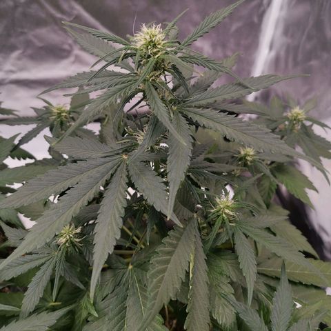 Брюс growlog timeline photo