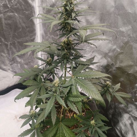 Печенька growlog timeline photo