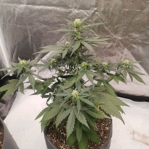 Брюс growlog timeline photo