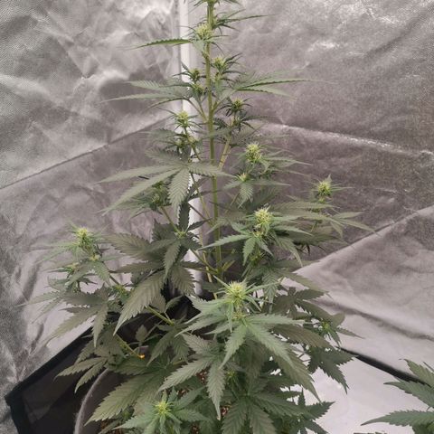 Феся growlog timeline photo