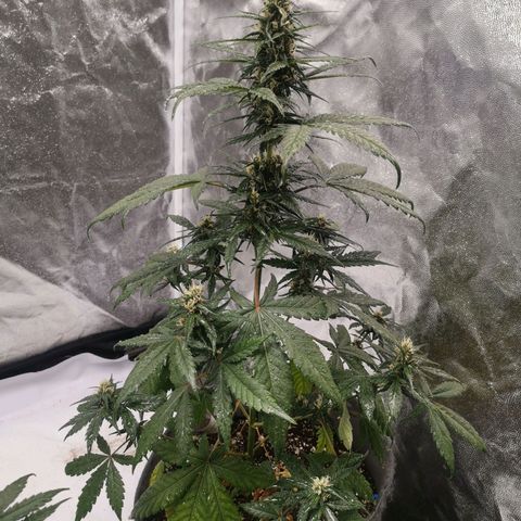 Печенька growlog timeline photo