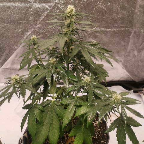 Брюс growlog timeline photo