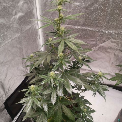 Феся growlog timeline photo