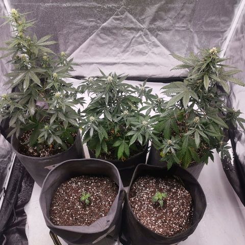 Феся growlog timeline photo
