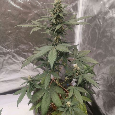Печенька growlog timeline photo