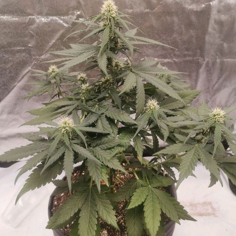 Брюс growlog timeline photo