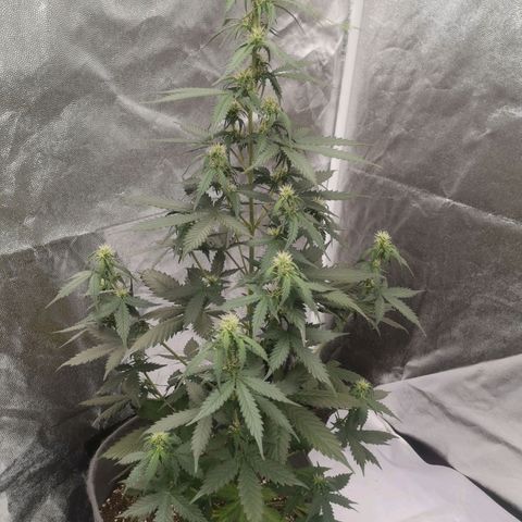 Феся growlog timeline photo
