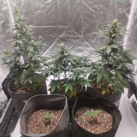 Феся growlog timeline photo