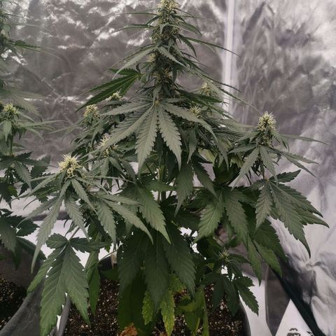 Брюс growlog timeline photo
