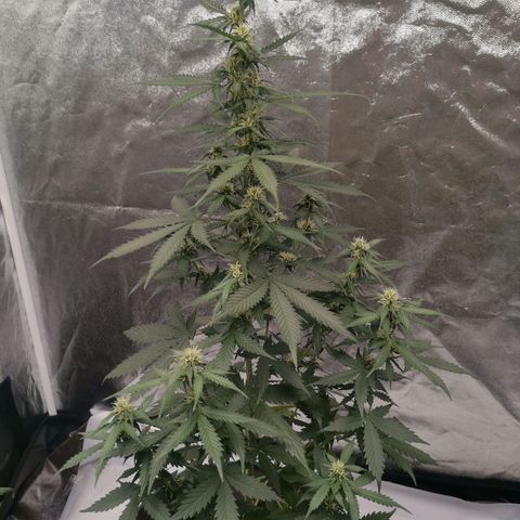 Феся growlog timeline photo