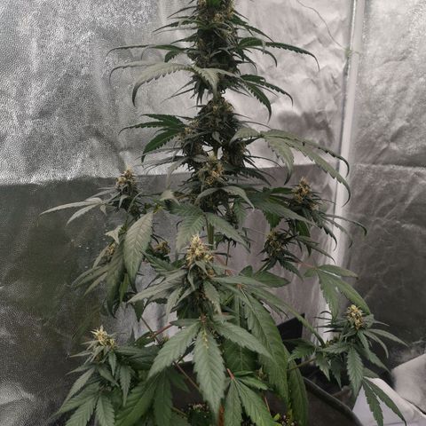 Феся growlog timeline photo