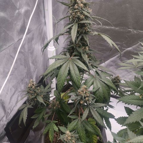 Печенька growlog timeline photo