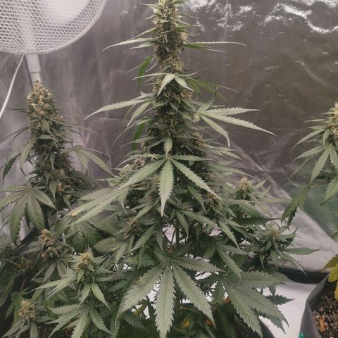Феся growlog timeline photo