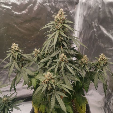 Брюс growlog timeline photo