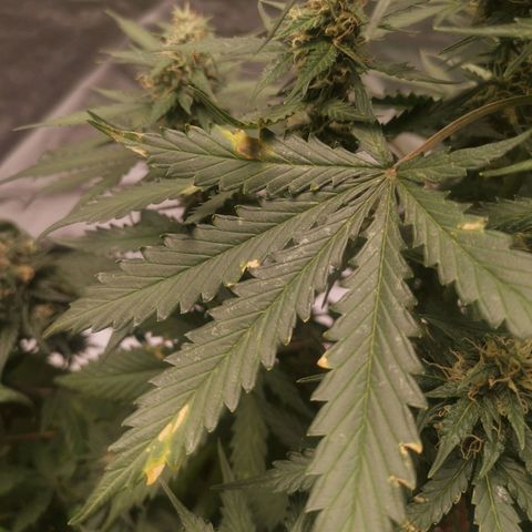Феся growlog timeline photo