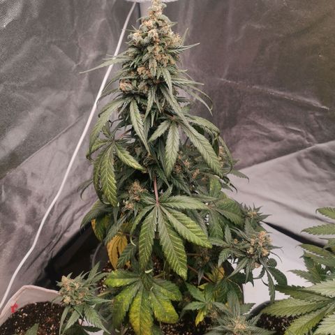 Печенька growlog timeline photo