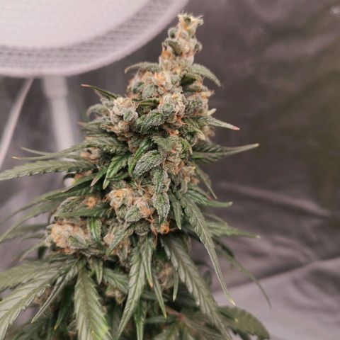 Печенька growlog timeline photo