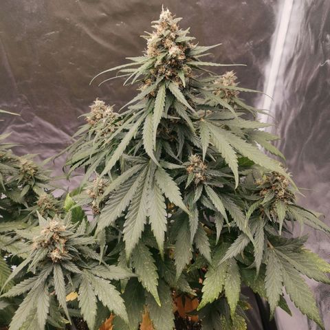 Брюс growlog timeline photo