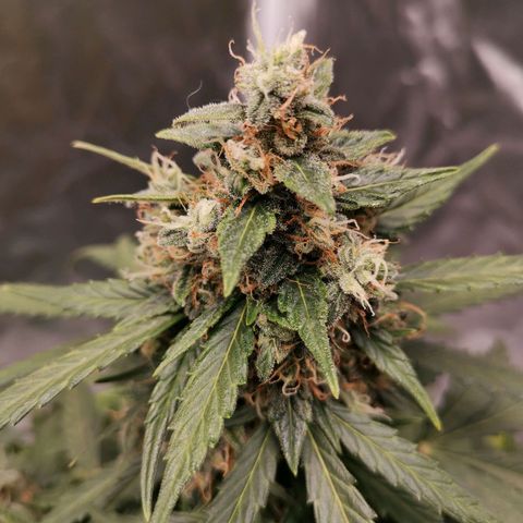 Брюс growlog timeline photo