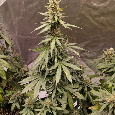 Феся growlog timeline photo