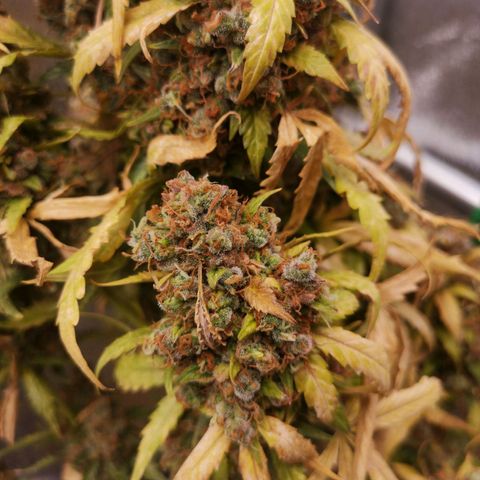 Феся growlog timeline photo