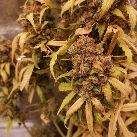 Феся growlog timeline photo