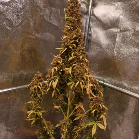 Феся growlog timeline photo