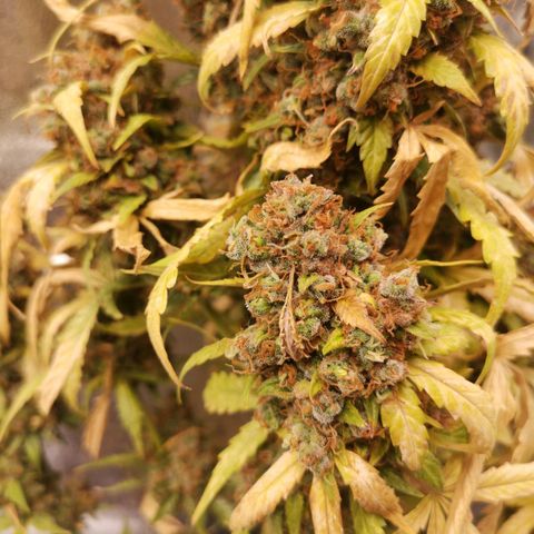 Феся growlog timeline photo