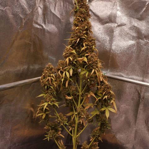 Феся growlog timeline photo