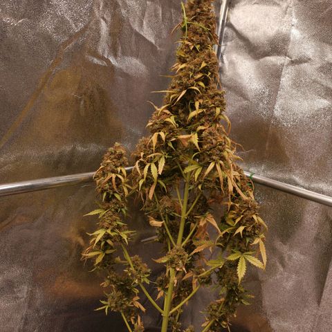 Феся growlog timeline photo