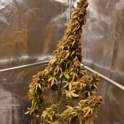 Феся growlog timeline photo