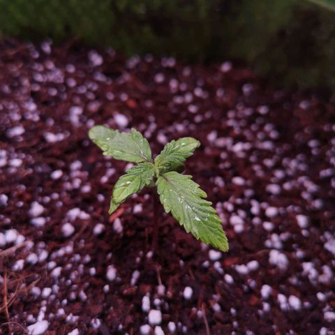 Stress killer growlog timeline photo