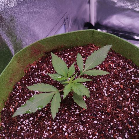 Stress killer growlog timeline photo
