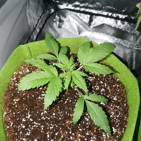 Stress killer growlog timeline photo