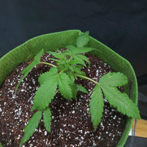 Stress killer growlog timeline photo