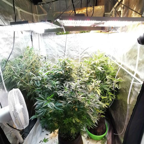 Феся growlog timeline photo