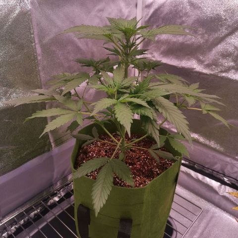 Stress killer growlog timeline photo