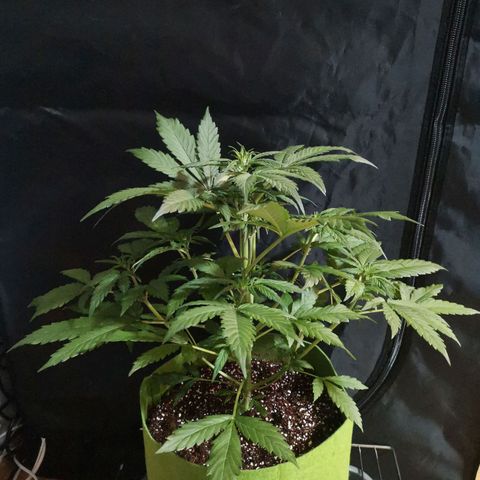 Stress killer growlog timeline photo