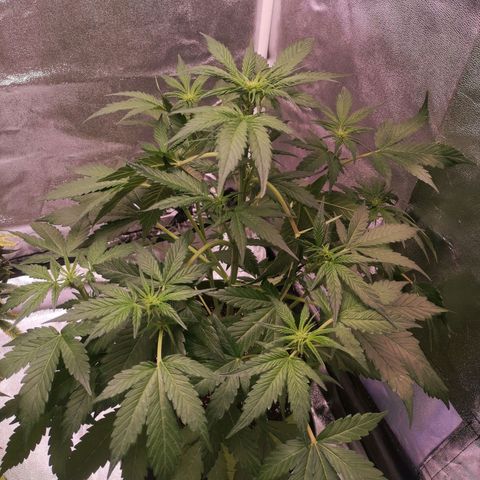 Stress killer growlog timeline photo