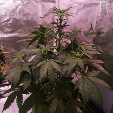 Stress killer growlog timeline photo