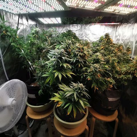 Феся growlog timeline photo