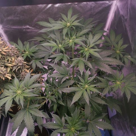Stress killer growlog timeline photo